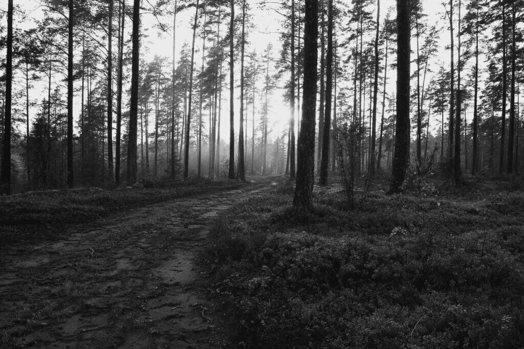 Chemin forestier silencieux baigné de lumière, symbole d’introspection et de cheminement intérieur.