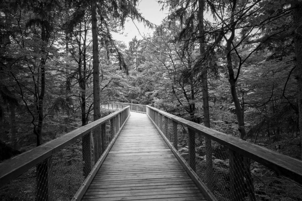 Chemin en bois traversant une forêt silencieuse, symbole de l’introspection, du calme intérieur et du chemin personnel.