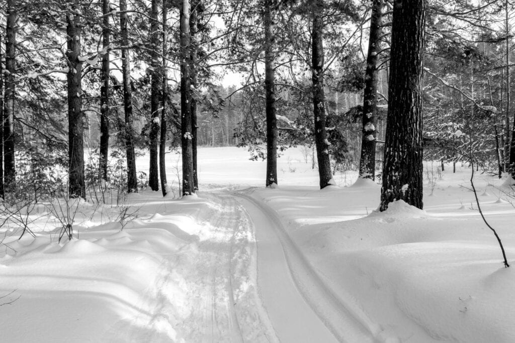 Chemin enneigé traversant une forêt calme, symbolisant le cheminement intérieur et le fait d’avancer pas à pas pour dépasser sa timidité.